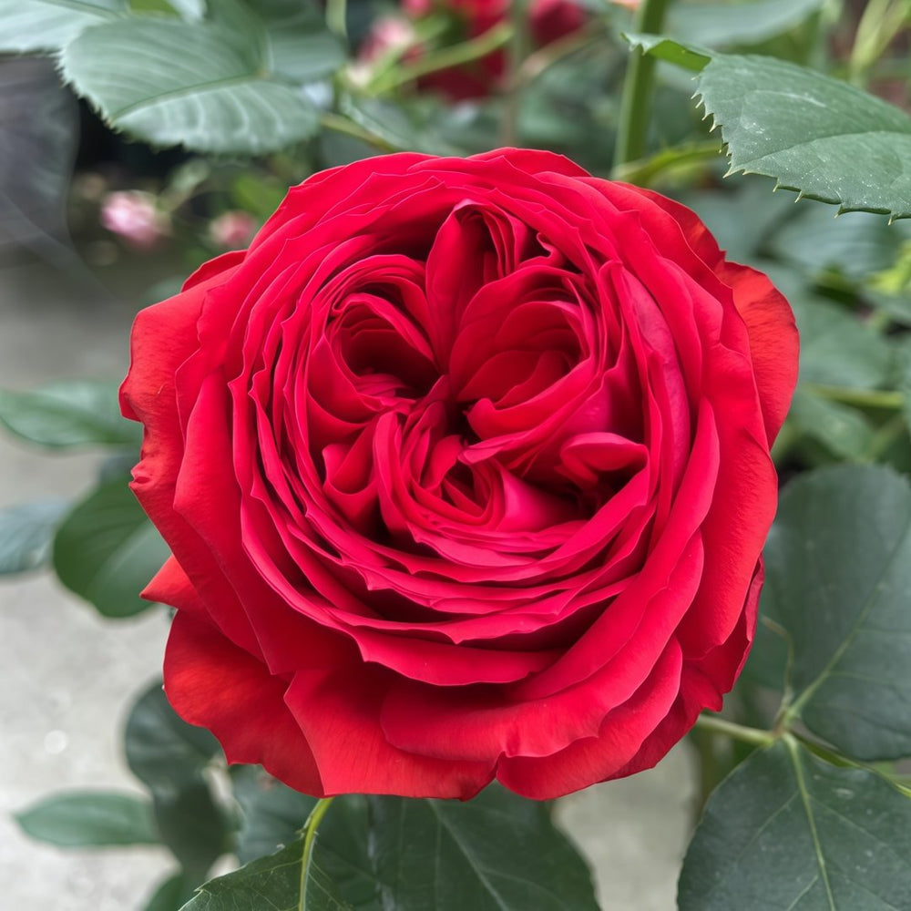 Red Apple Rose Plant｜红苹果 image 5