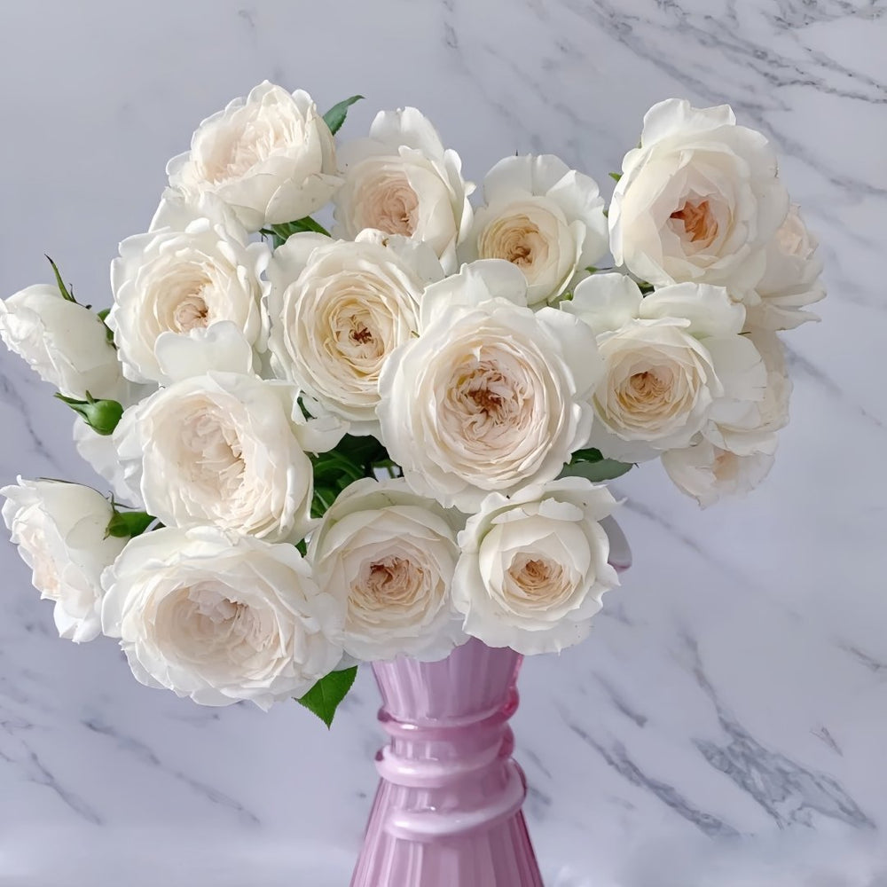 Arietta Rose Plant|小抒情曲 image 15