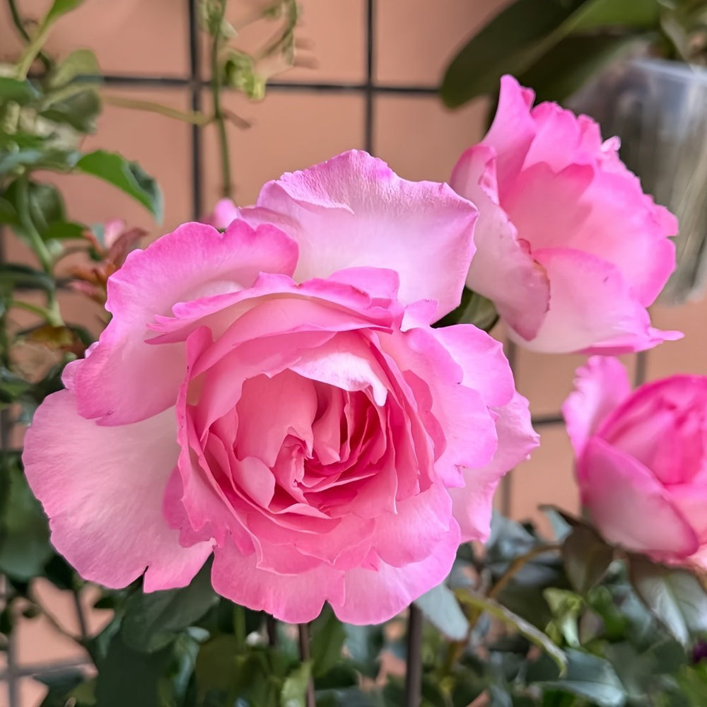 Rien Rose Plant｜河本绊 image 4