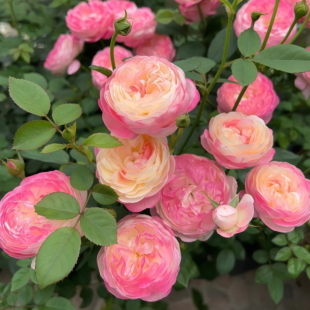 Japanese Mon Amour Rose Plant｜和室 image 6