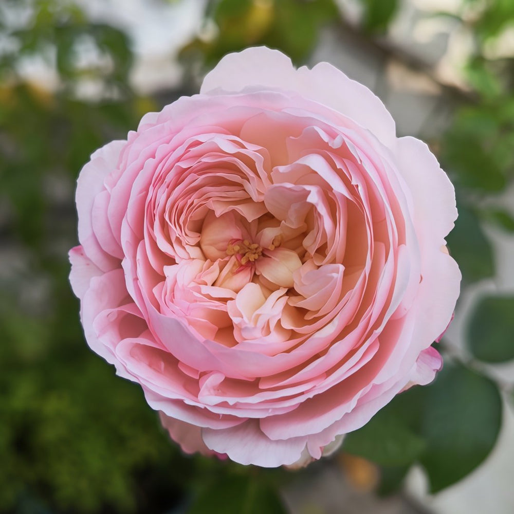 Savon Rose Plant|肥皂 image 6