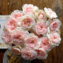 Yves Wishing Rose Plant|伊芙心愿 image 0