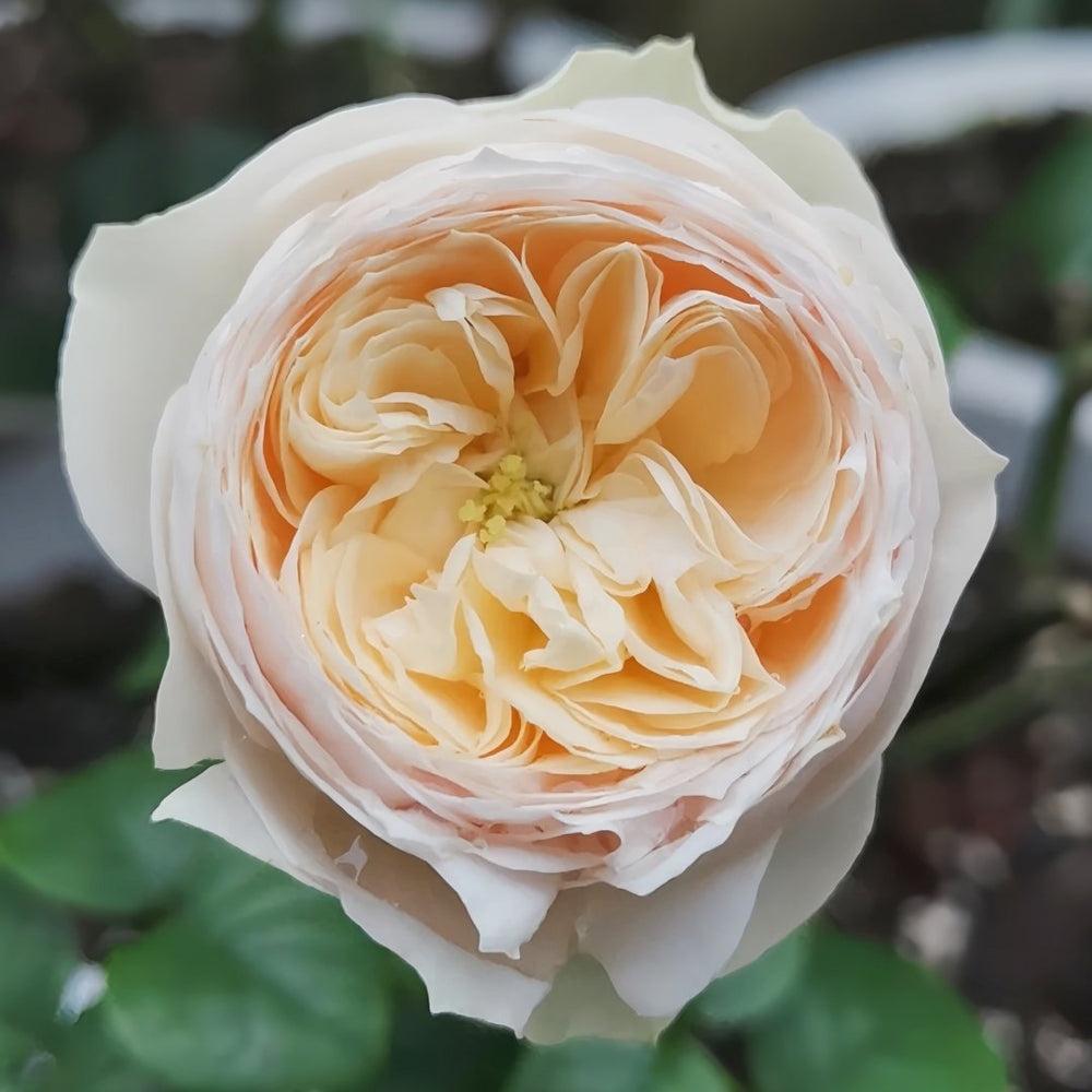 Emma woodhouse Rose Plant｜艾玛伍德度假屋 image 2