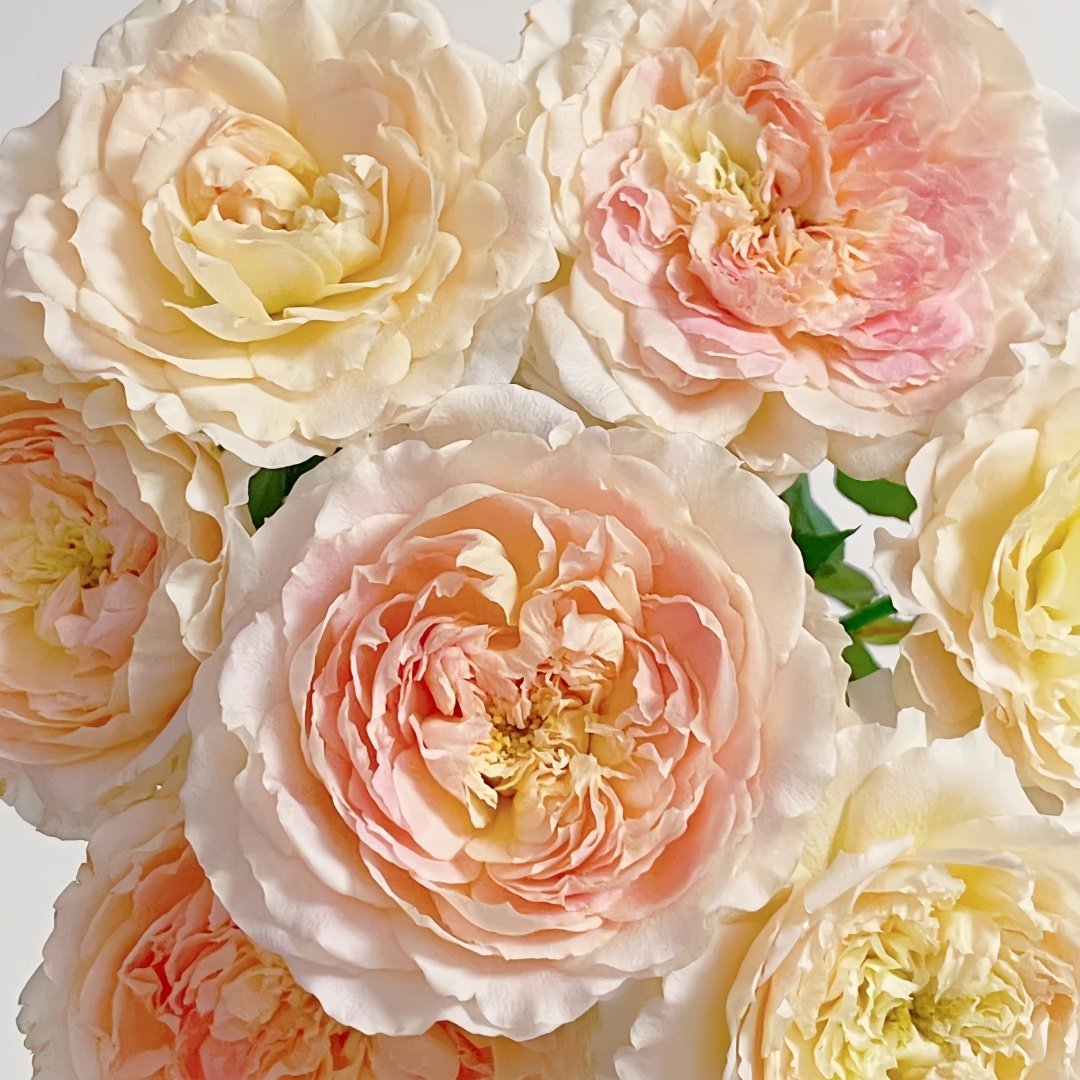 Muyunsi Rose Plant|暮云思 image 4