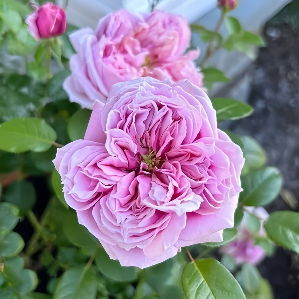 Schöne Maid Rose Plant|美少女 image 8