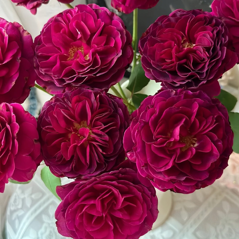 Hiraku Rose Plant｜蓝莓戒指 image 7