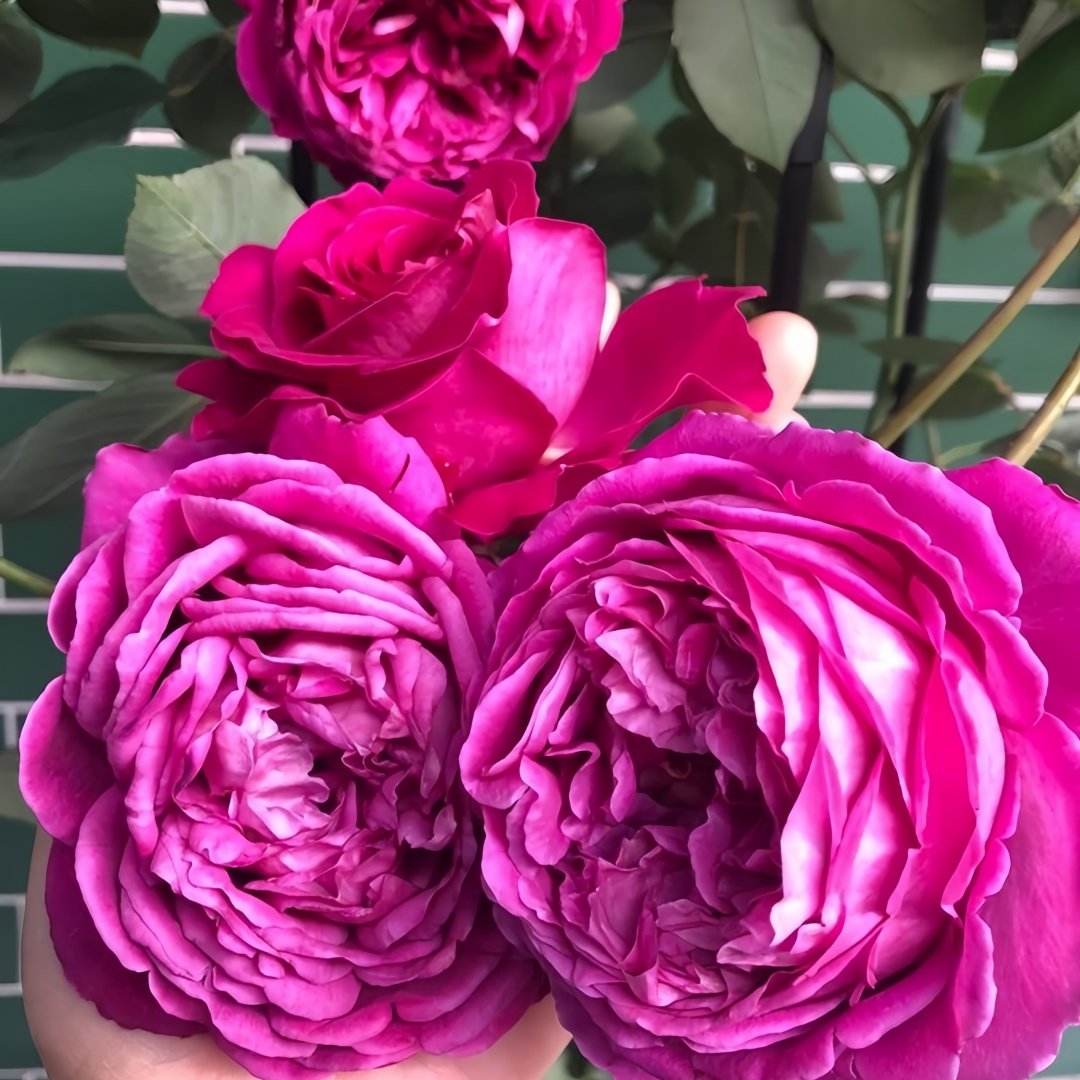 Scent Garden Rose Plant｜伊芙芳香花园 image 8