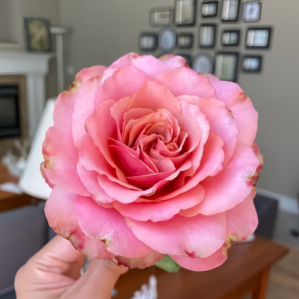 Purple Moon Rose Plant｜紫月 image 8