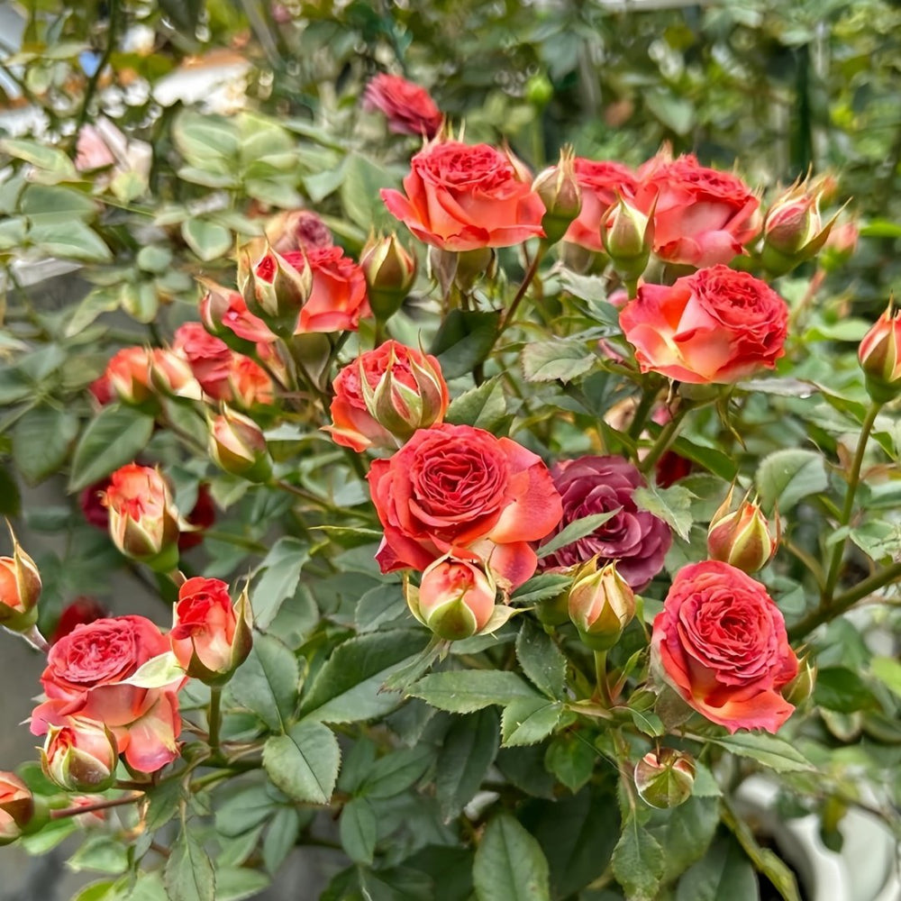 Chocolate Bubbles Rose Plant｜巧克力泡泡 image 8