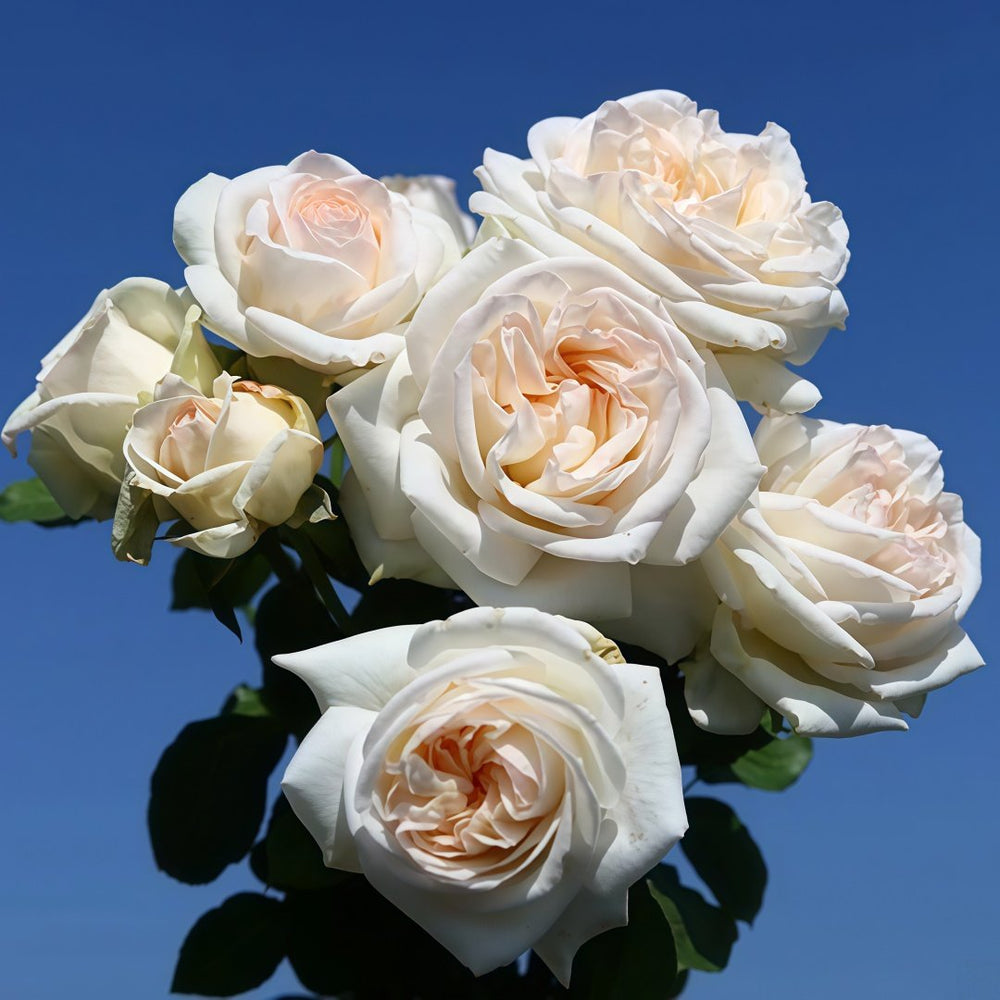 White O′Hara Rose Plant｜白哈娜 image 6