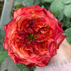 Star Trek Rose Plant｜星际迷航 image 3