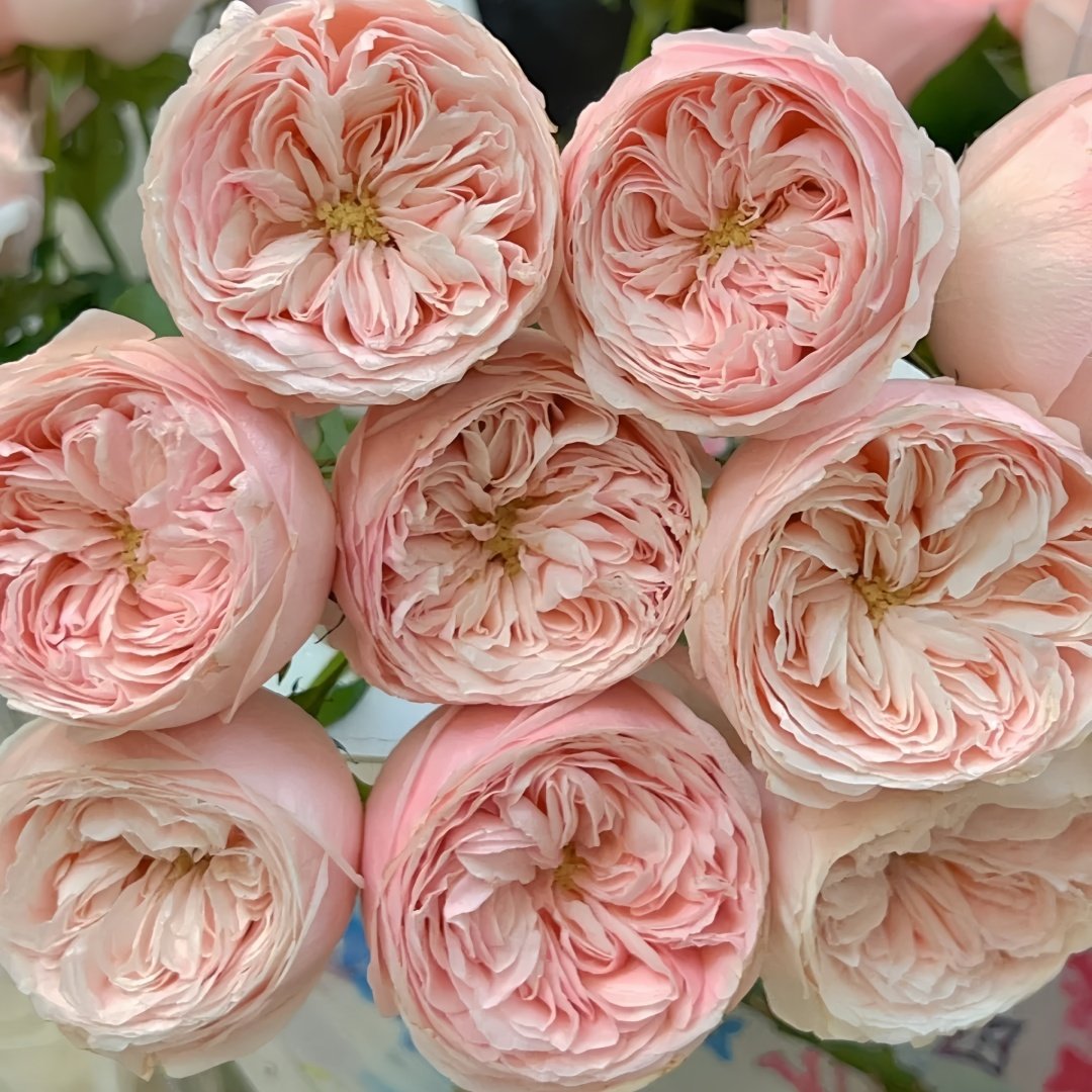 Mansfield Park Rose Plant｜曼斯菲尔德庄园 image 7