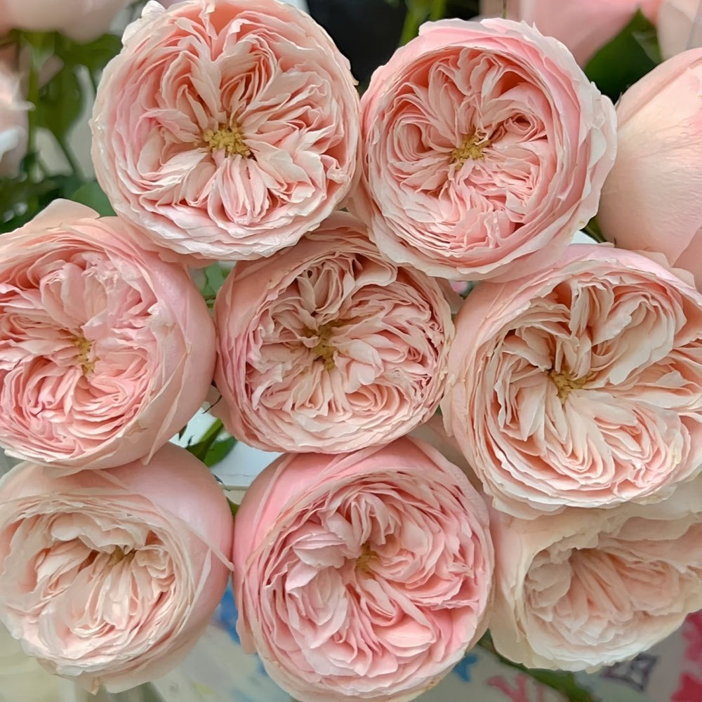 Mansfield Park Rose Plant｜曼斯菲尔德庄园 image 7