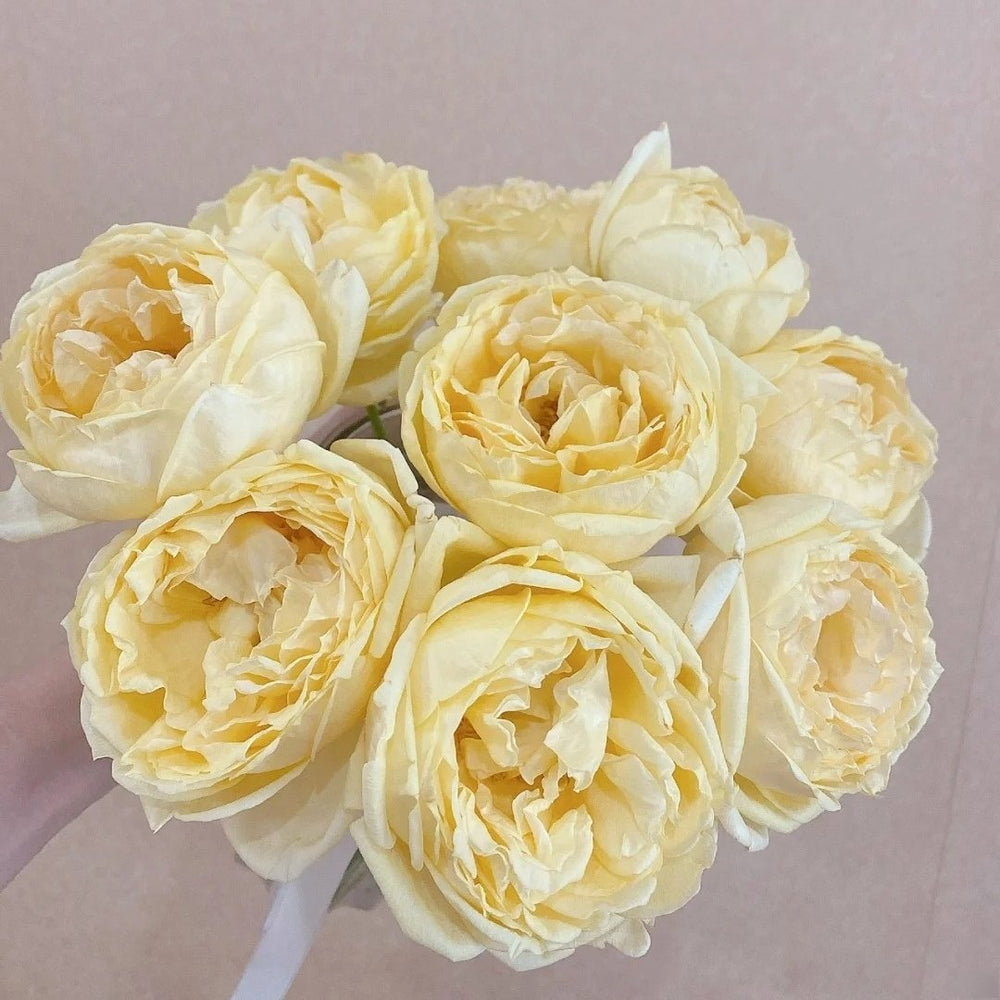 Golden Yves Piaget Rose Plant|伊芙金伯爵 image 4