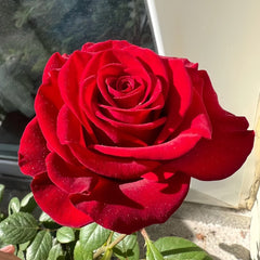 Carola Rose Plant｜卡罗拉 image 1