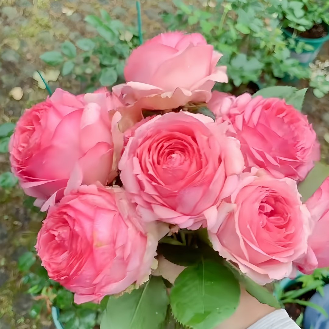 First Lady Rose Plant|第一夫人 image 7