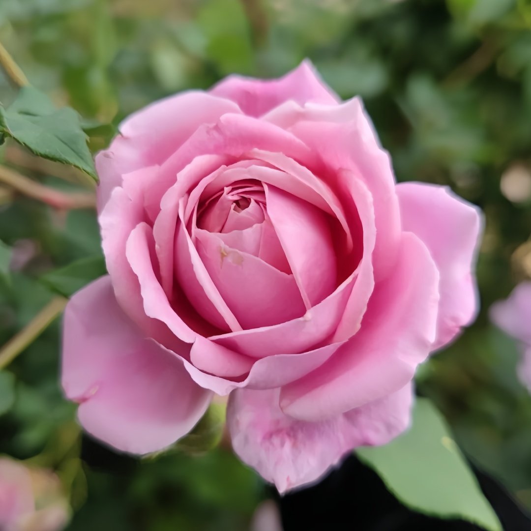 Robe à la française Rose Plant｜法国礼服 image 4