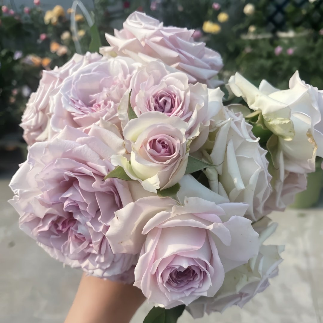 Silver Rain Rose Plant|银雨 image 9