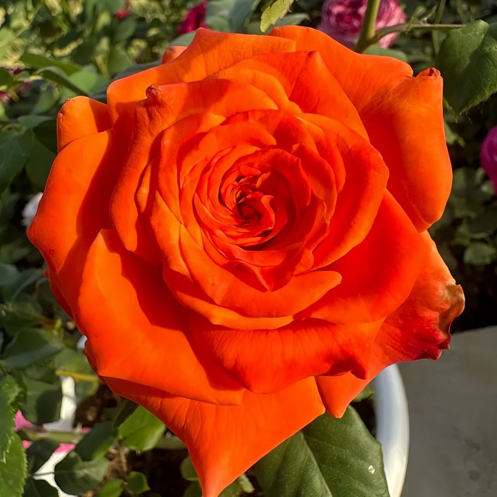Copacabana Rose Plant｜卡巴酷吧拉 image 5