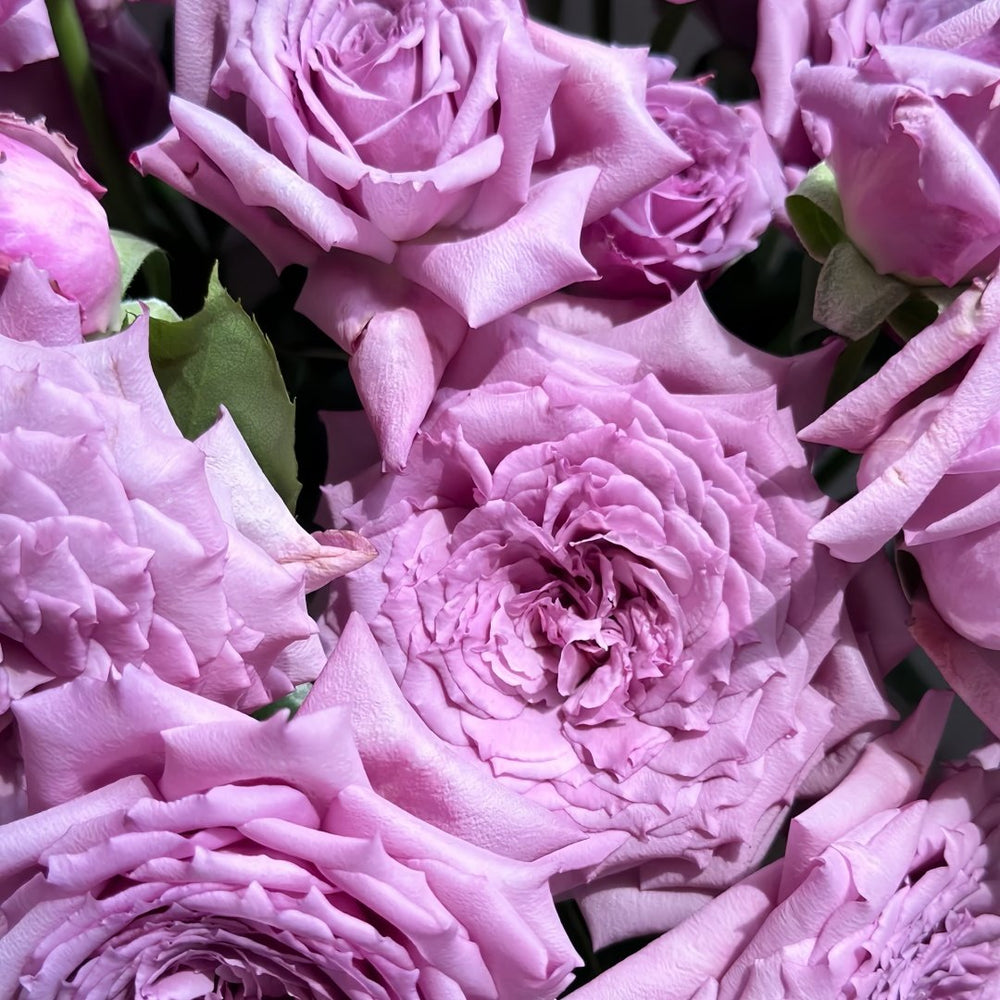 Windy Night Rose Plant|风之夜 image 9