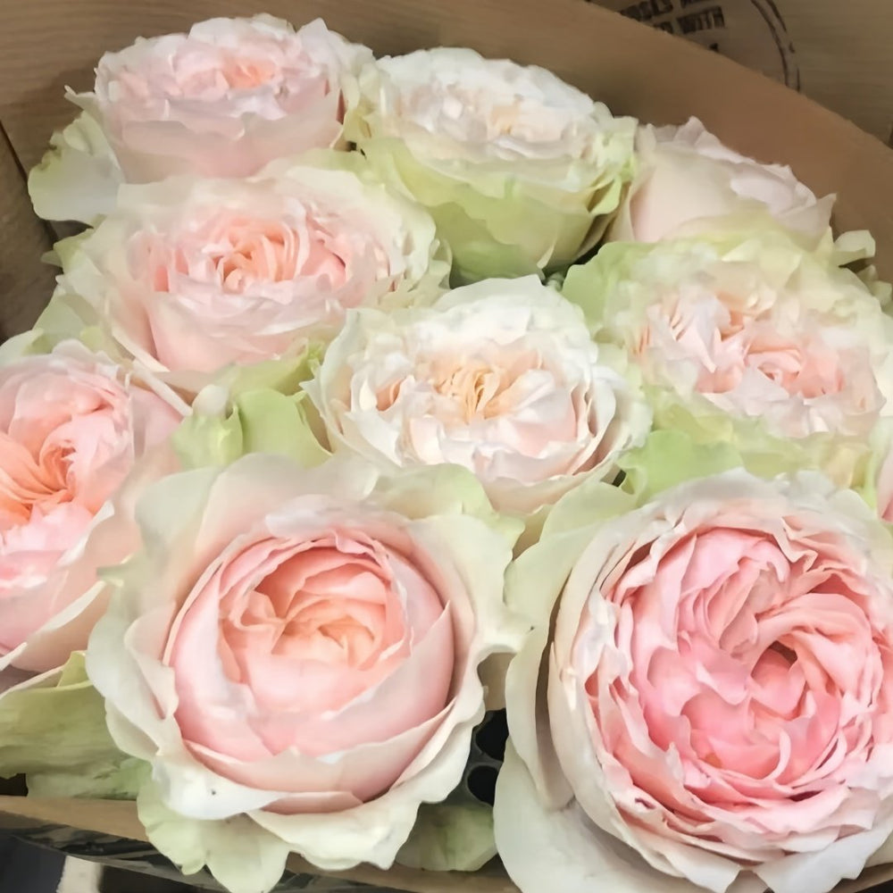 Victorian Bride Rose Plant|维多利亚新娘 image 7