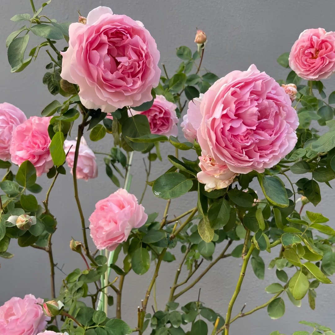 Fragrance of Fragrances Rose Plant｜伊芙魂之香水 image 9