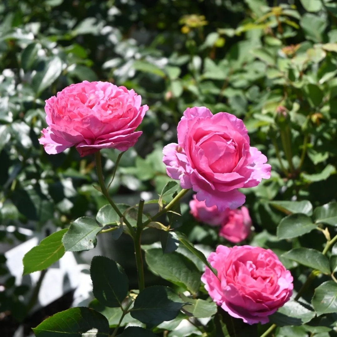 Yves Piaget Rose Plant|伊芙伯爵 image 7