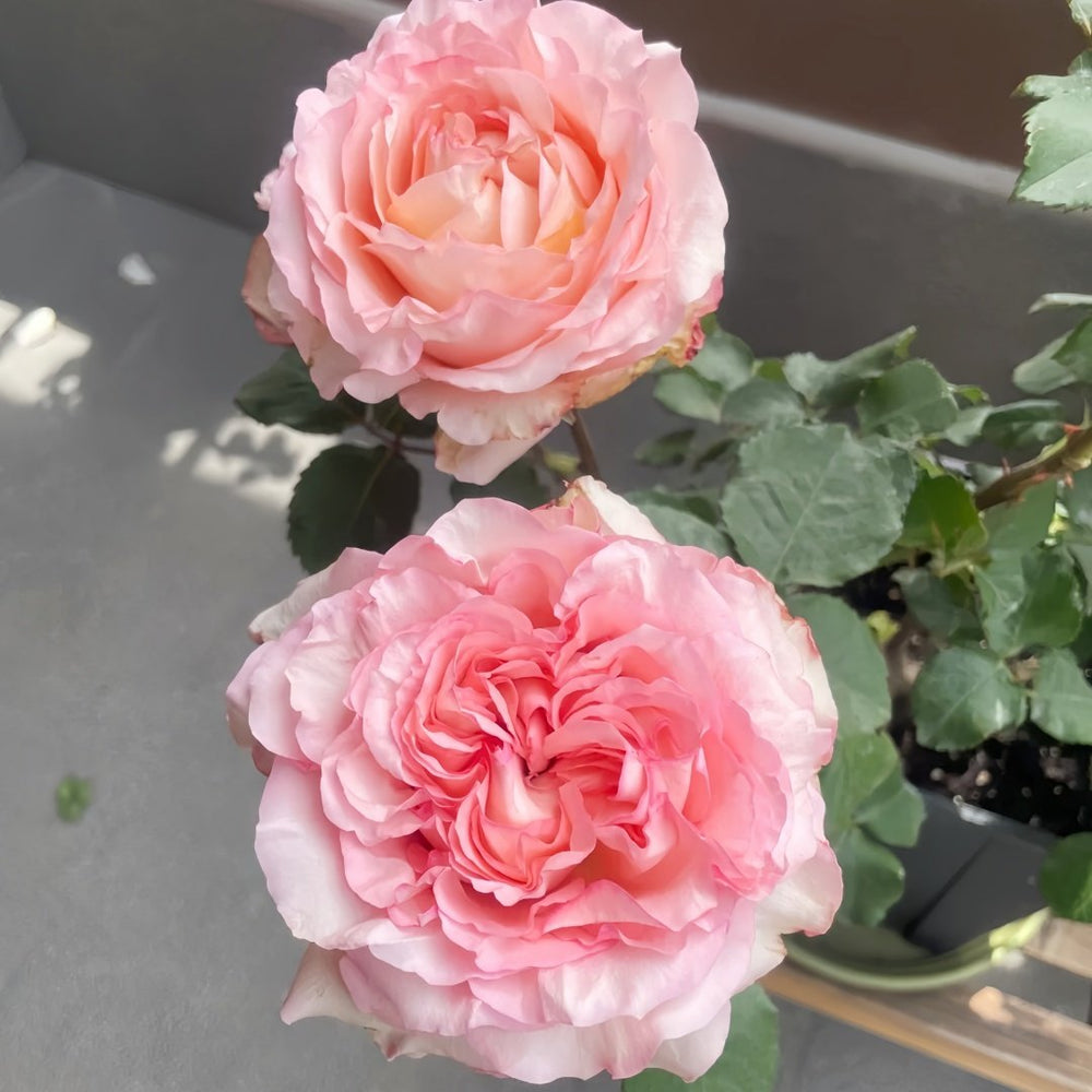 Butterfly Valley Rose Plant | 蝴蝶谷 image 6