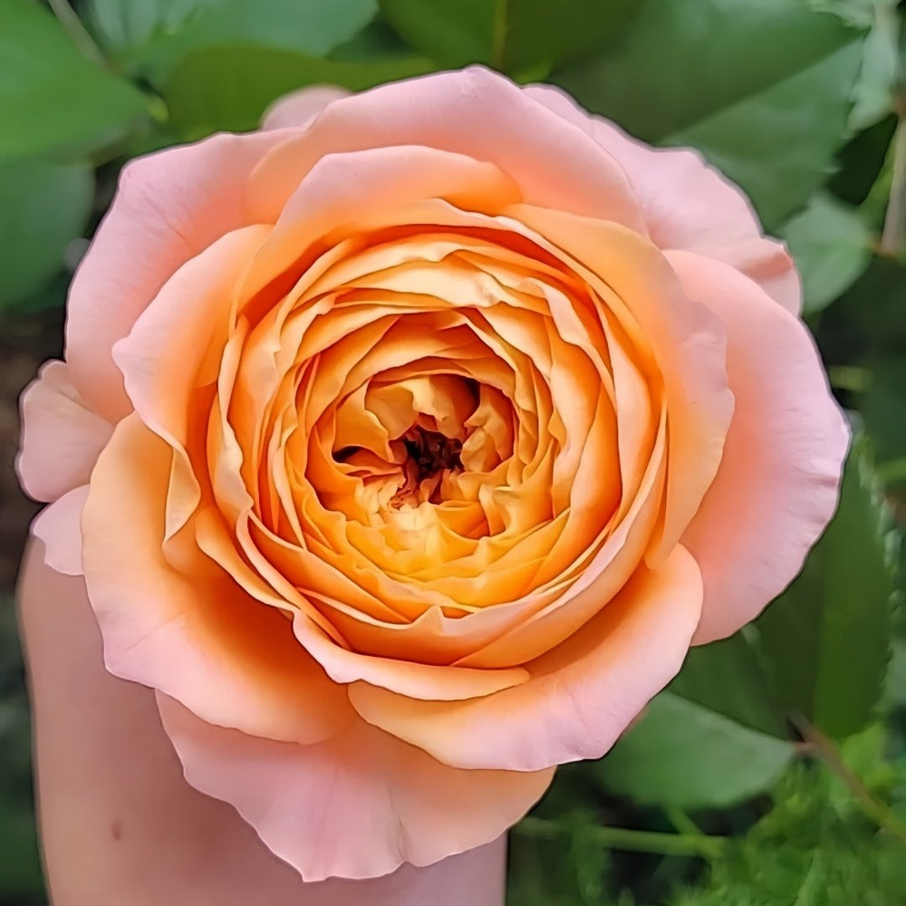 Apricot Lace Rose Plant|杏色蕾丝 image 2