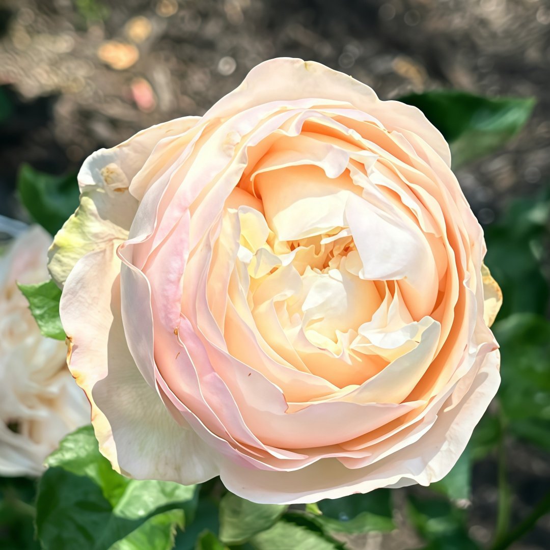 Unforgettable Rose Plant｜难忘 image 5