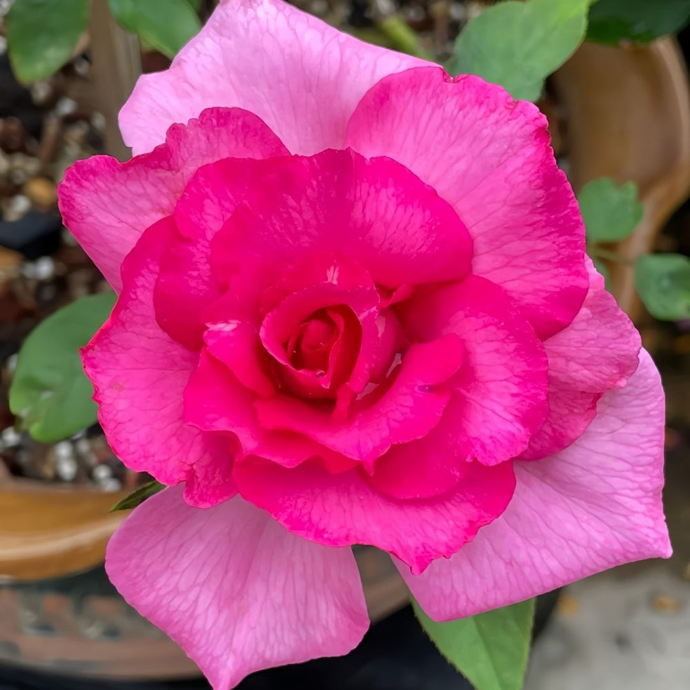 Parole Rose Plant|诉说 image 7