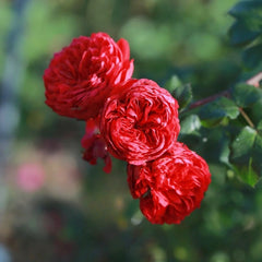 Red Leonardo da Vinci Rose Plant｜红色达芬奇 image 2