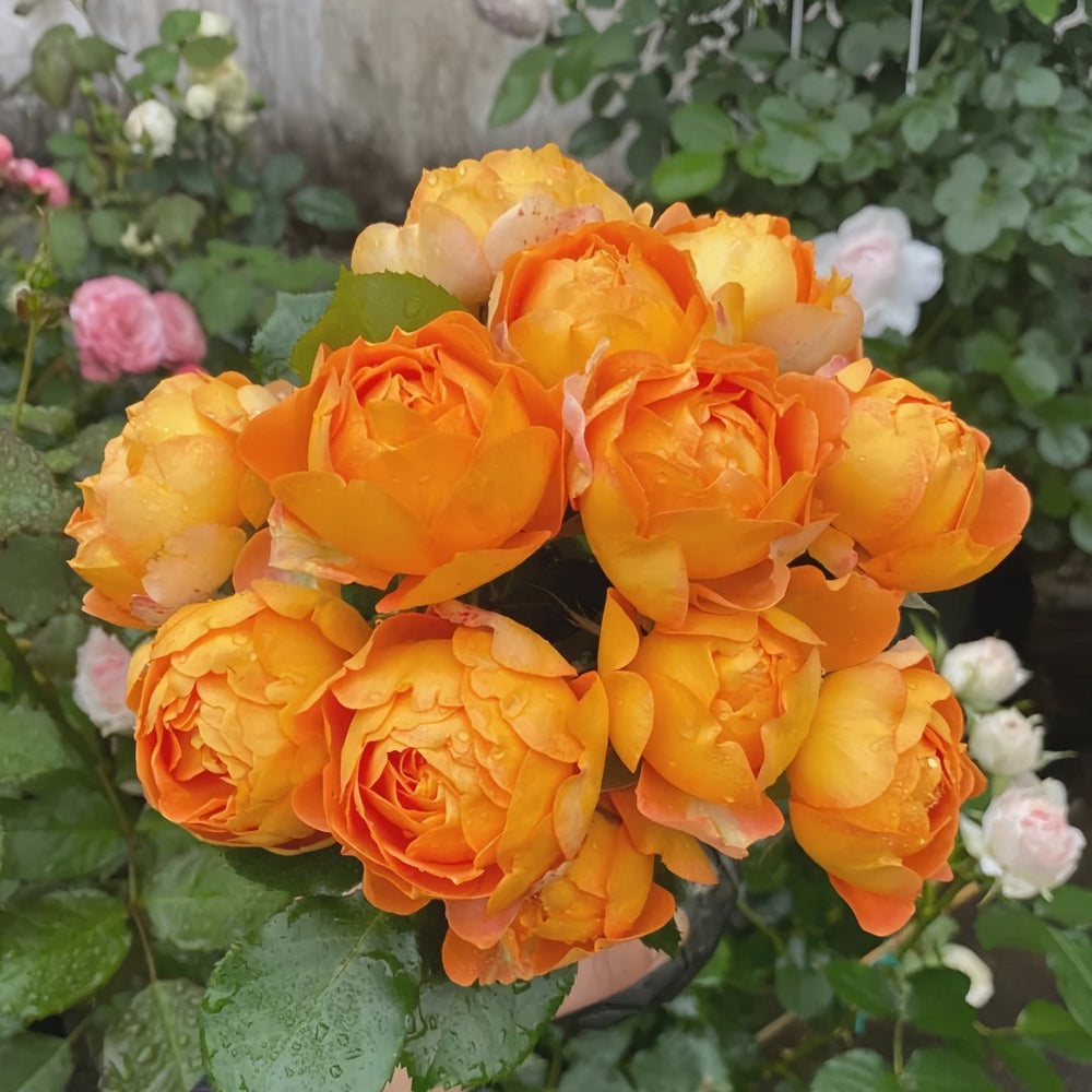 Honey Caramel Rose Plant｜蜂蜜焦糖 image 7