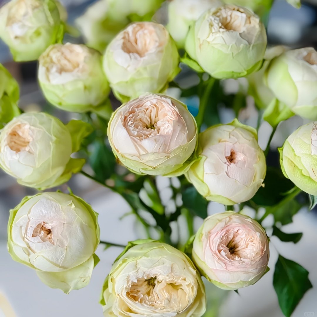 Pinky Pie Rose Plant｜粉红派 image 7