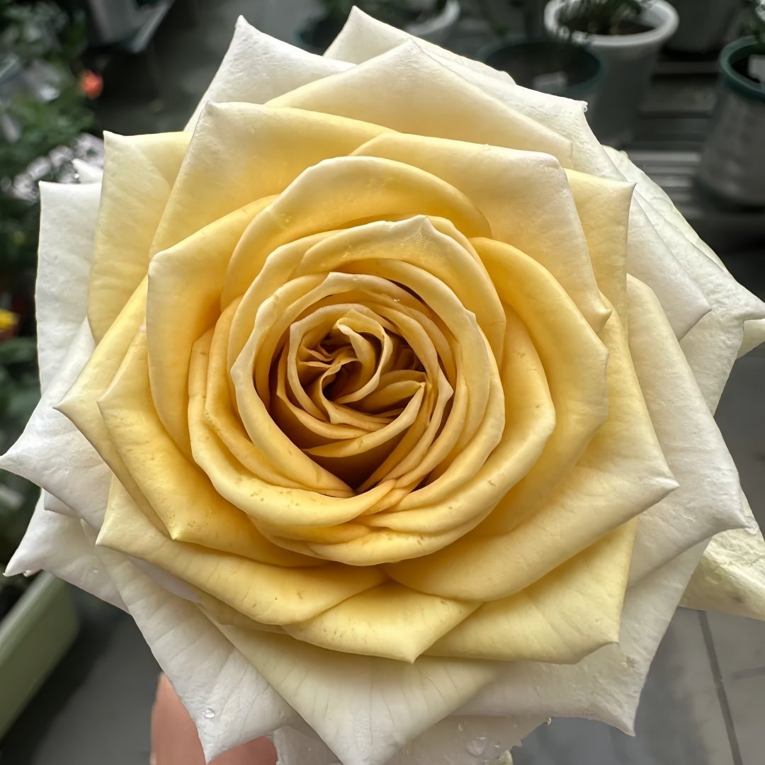 Spoiler Rose Plant｜捣蛋鬼 image 4