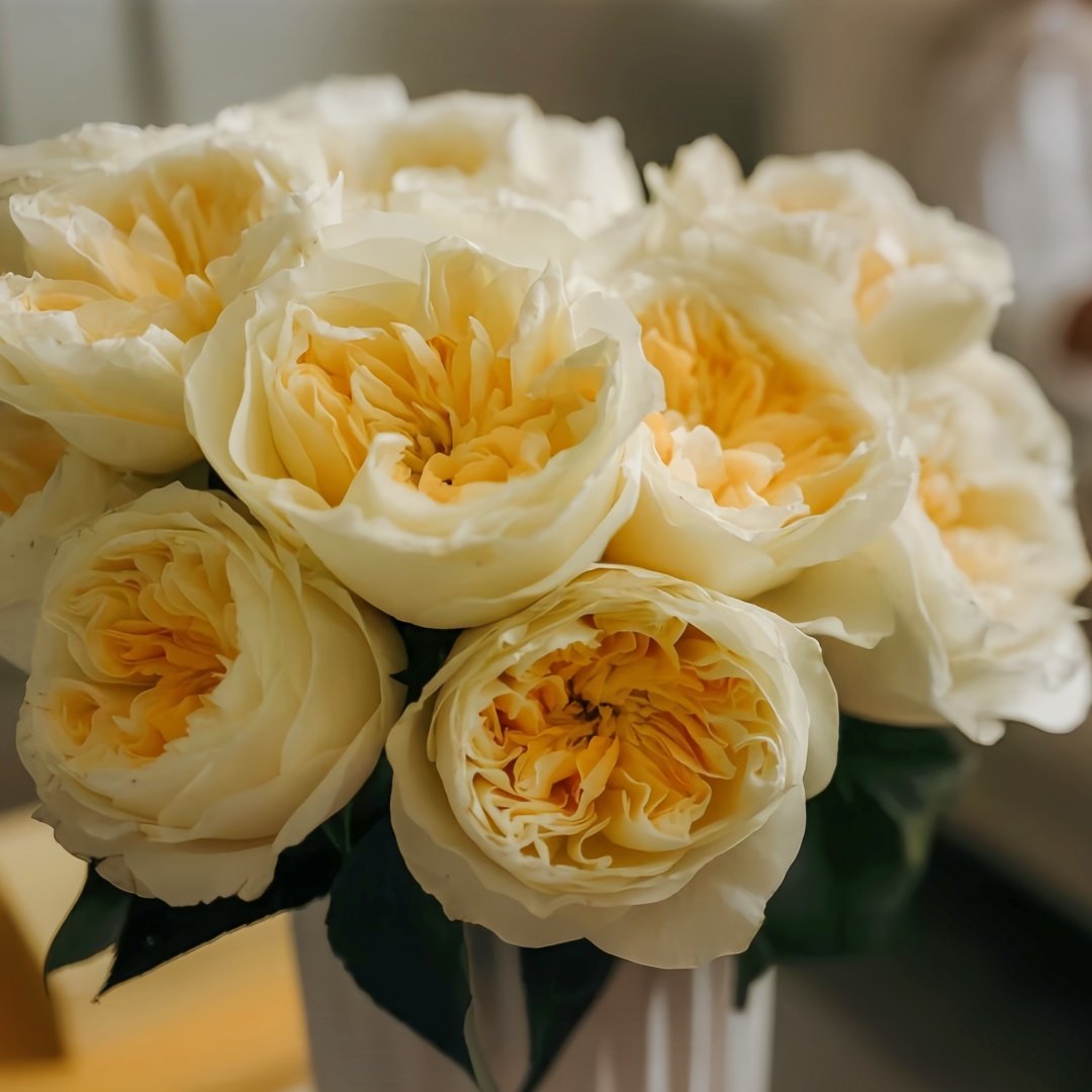 Antonia Garden Rose Plant | 安东尼亚花园 image 9