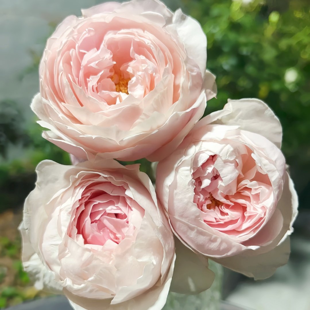 Peony Pink Rose Plant|芍药粉 image 0