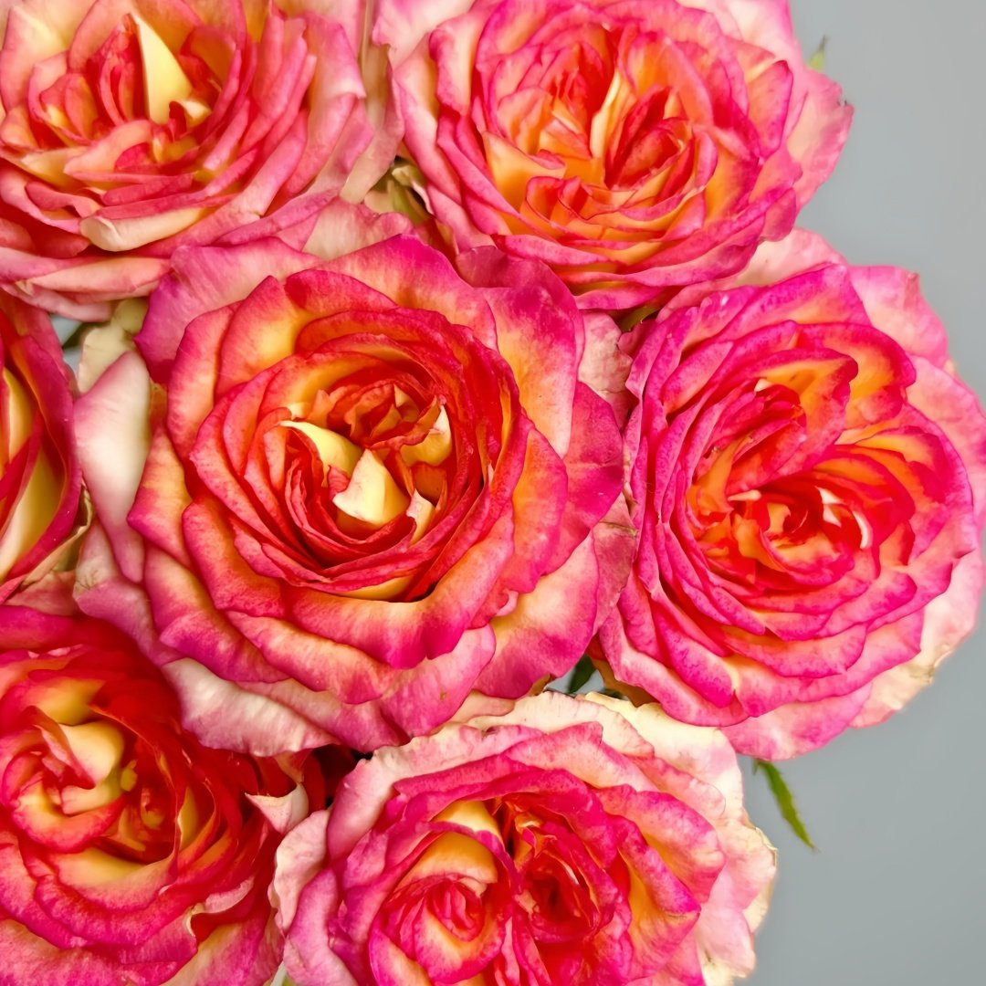 Norwegian Forest Rose Plant|挪威森林 image 3
