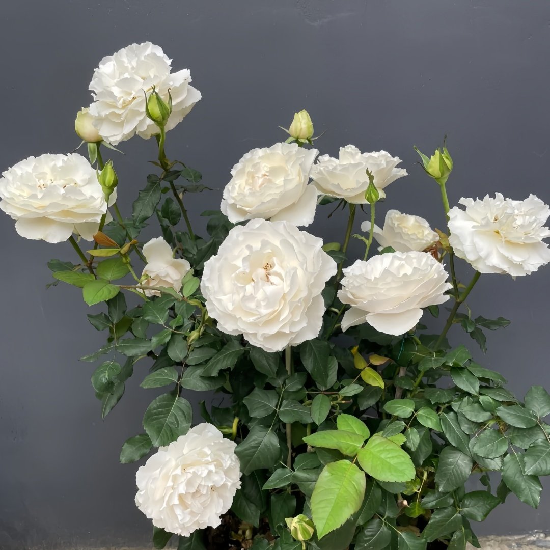 Blanche Neige Rose Plant｜伊芙白雪公主 image 9