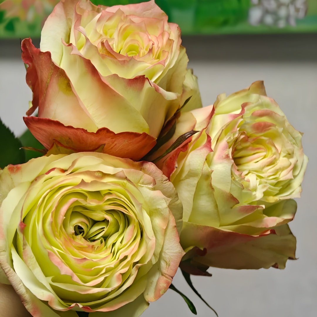 Avatar rose plant|阿凡达 image 9