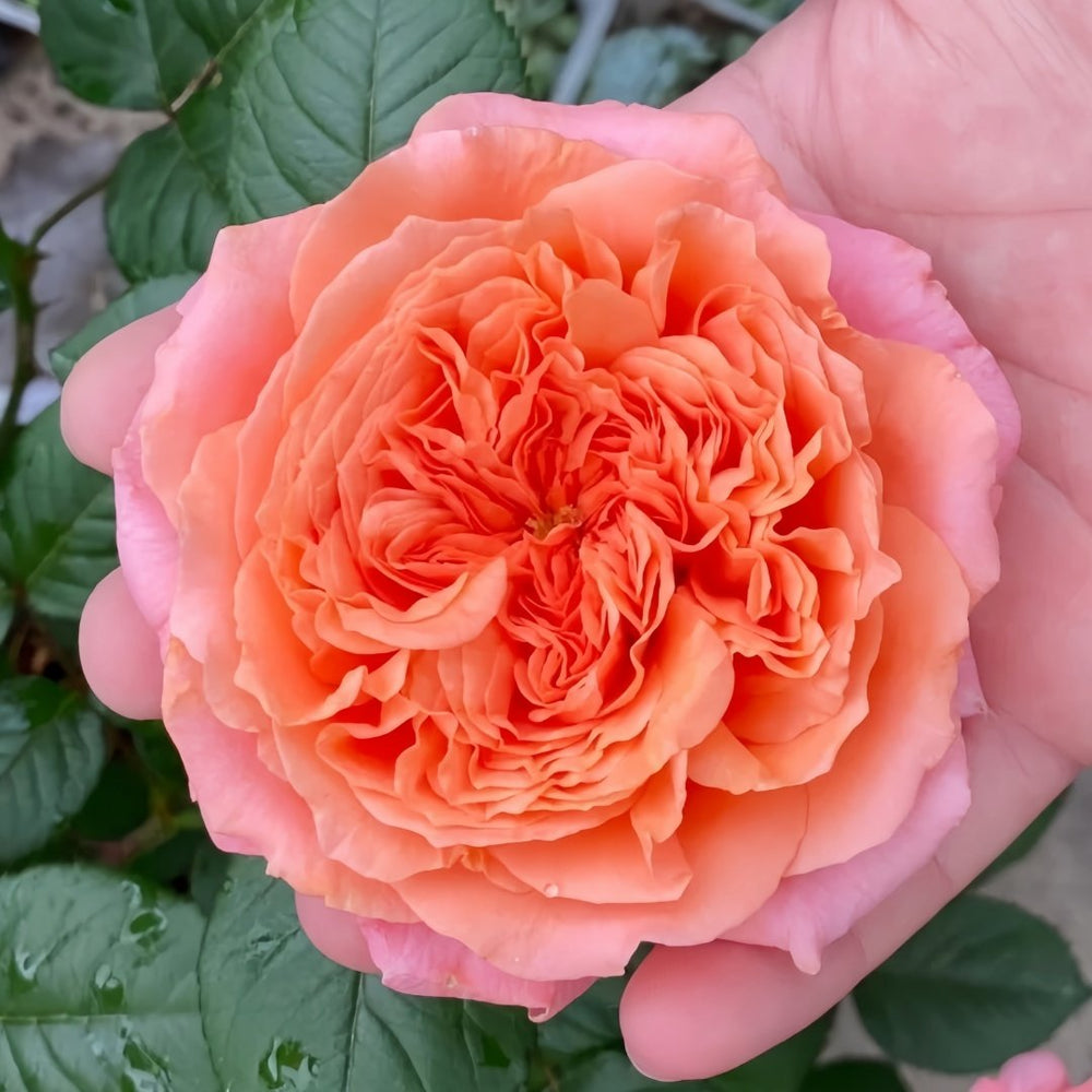 Amour de Molène Rose Plant | 莫莱纳之爱 image 3