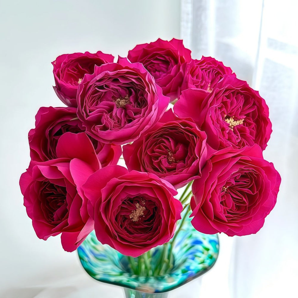 Darcey Rose Plant | 达西 image 7
