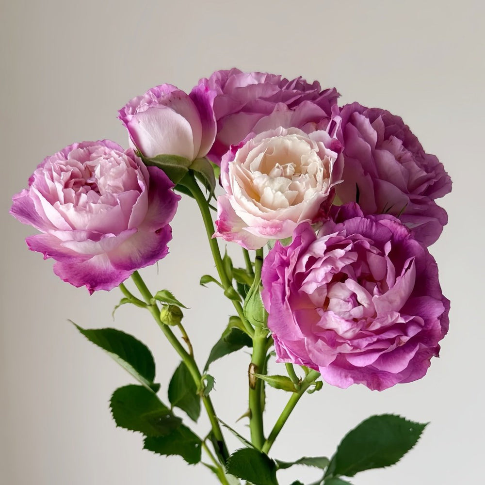 Huddersfield Choral Society Rose Plant｜合唱团 image 7