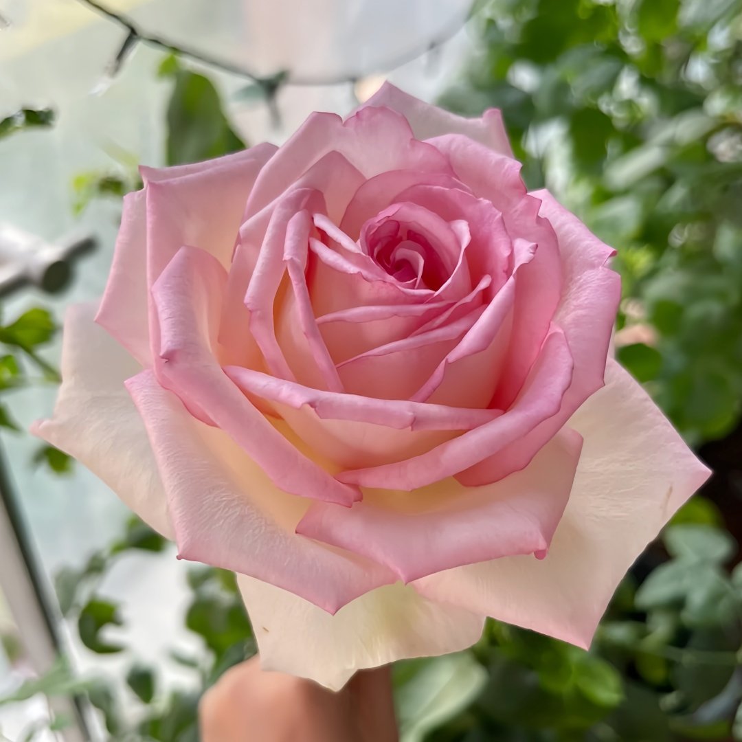 Optimiste Rose Plant｜乐天派 image 6