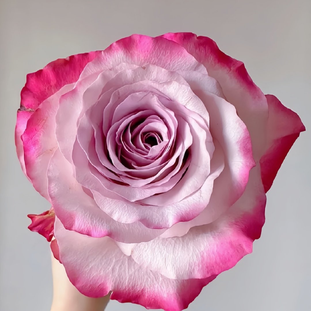 Glamorous Rose Plant ｜气场玫瑰 image 2
