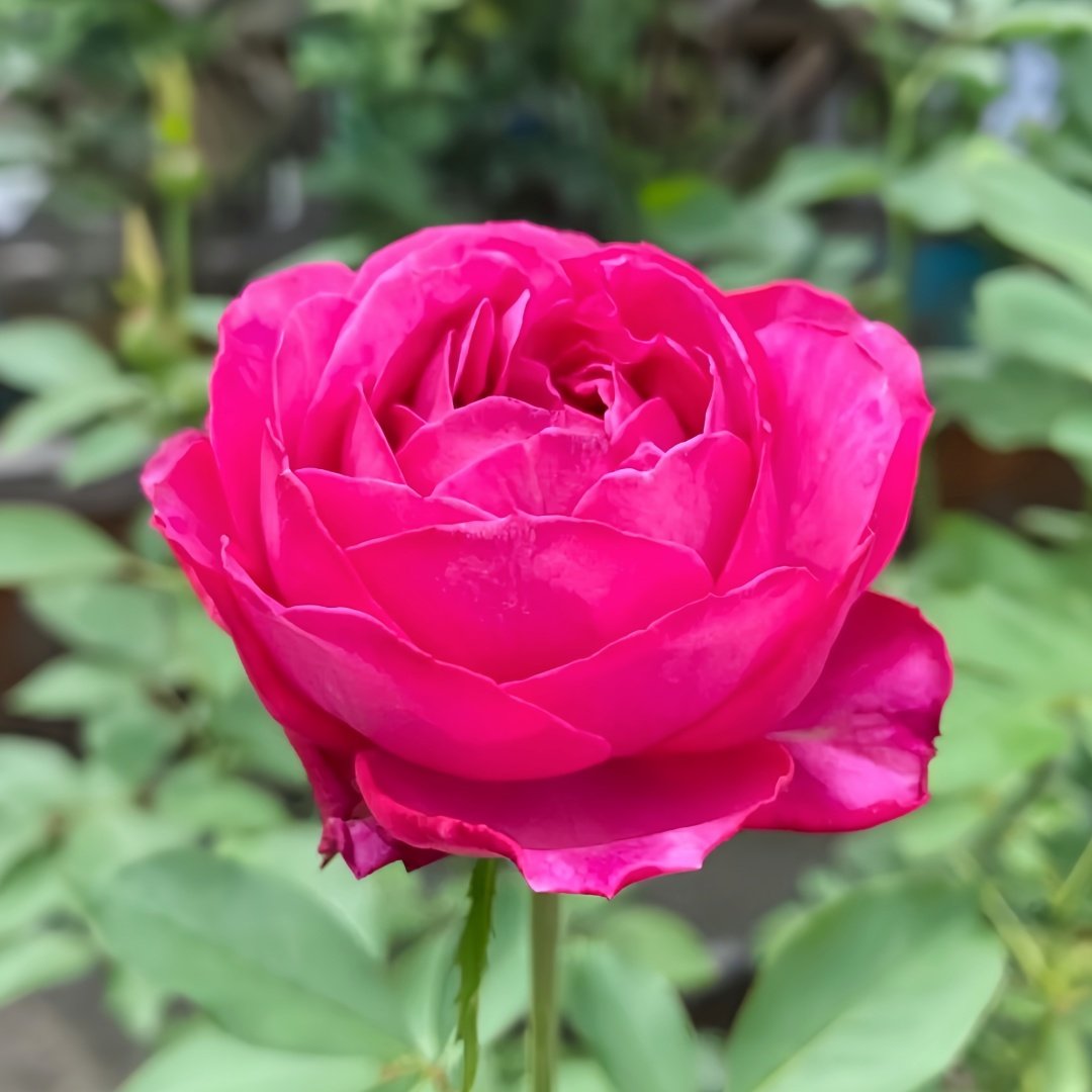 Scent Garden Rose Plant｜伊芙芳香花园 image 7