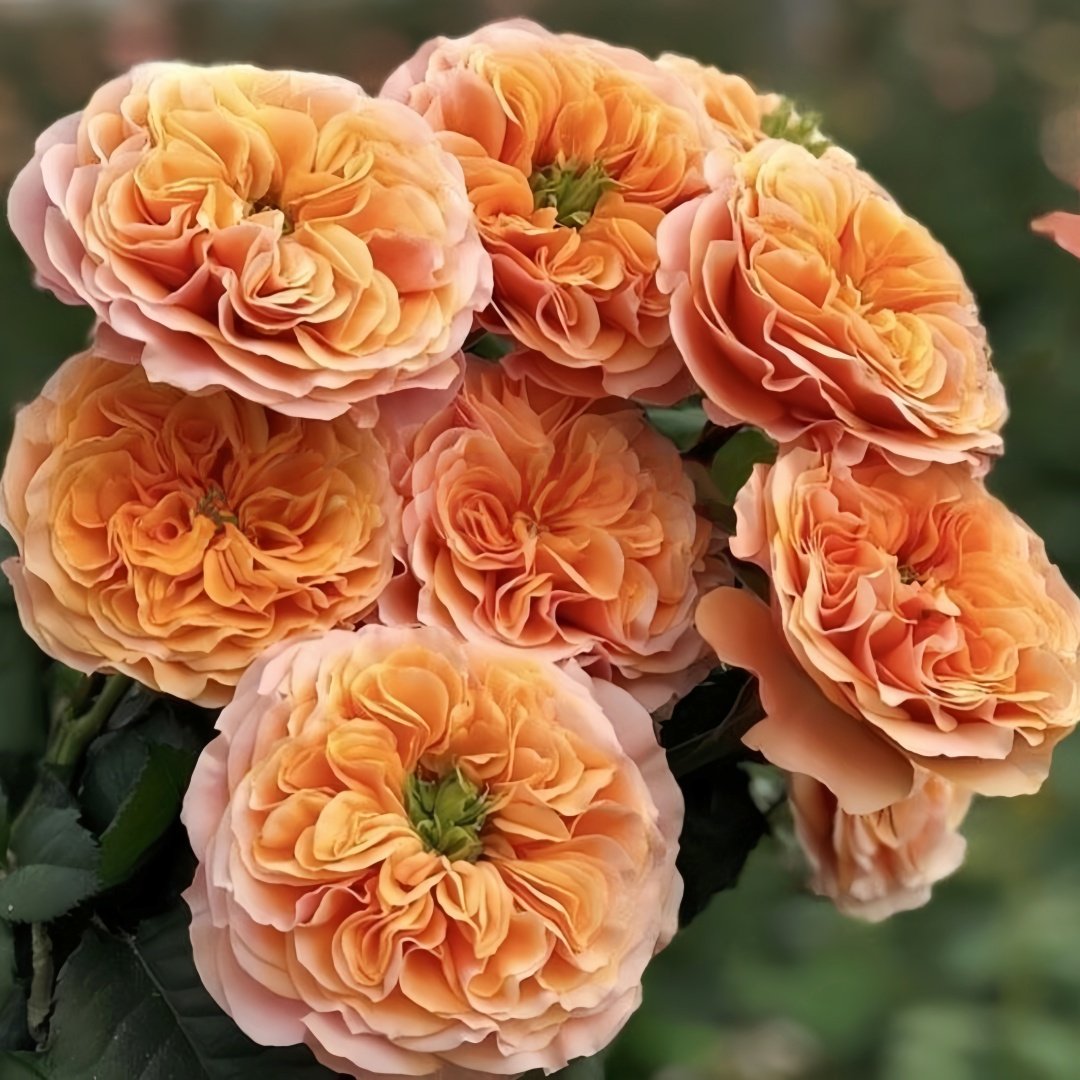 South Park Rose Plant｜南方公园 image 6