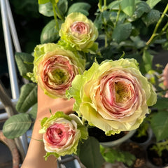 Green Planet Rose Plant｜绿色星球 image 1