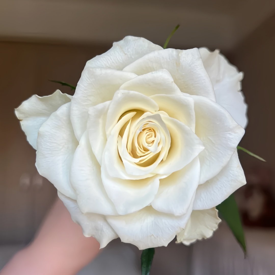 Albatross Rose Plant｜信天翁 image 0