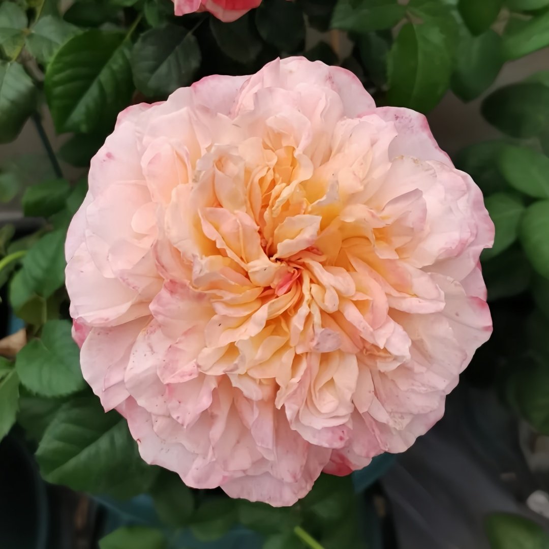 Edith Rose Plant｜伊迪斯 image 4